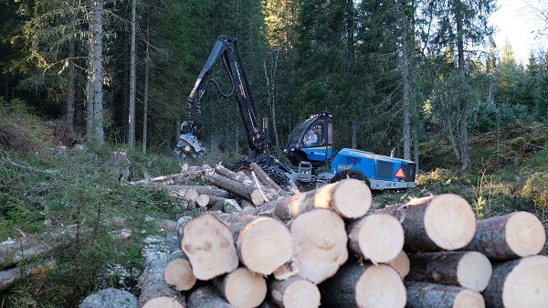 Le Monde på besøk i bærekraftige skoger på Biri