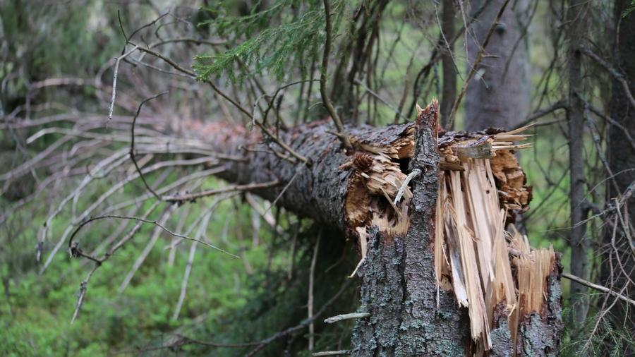 Vindknäckt gran - skogsskada